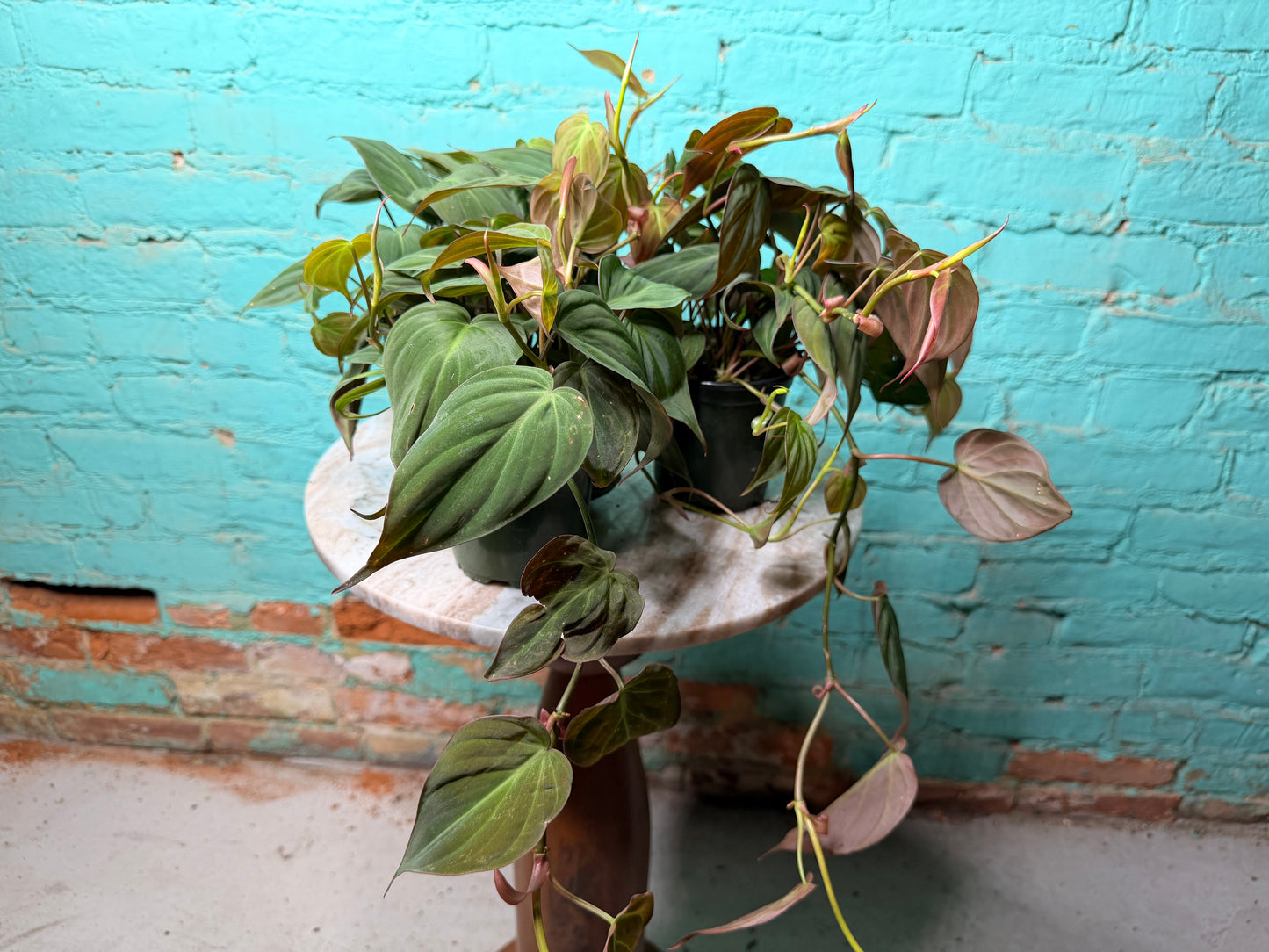 Philodendron Mican 4”