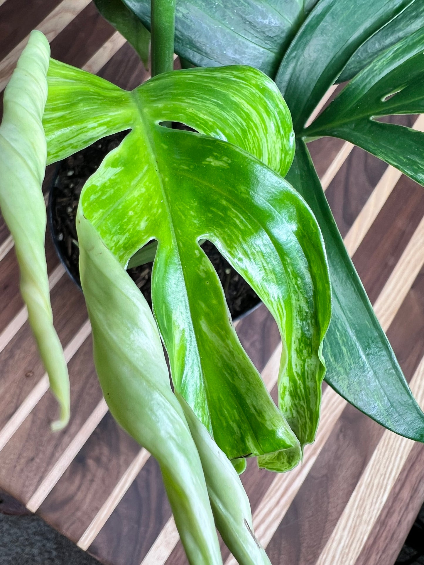 Monstera Decursiva Variegated 6” “Dragon Tail”