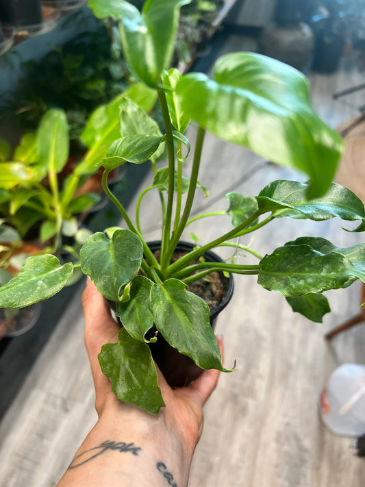 Philodendron Xanadu 4”