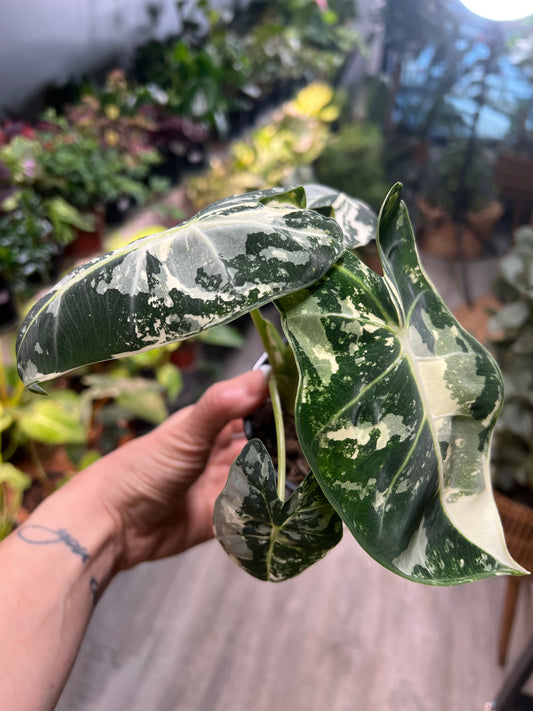 Alocasia Frydrek variegated 4” Blue albo