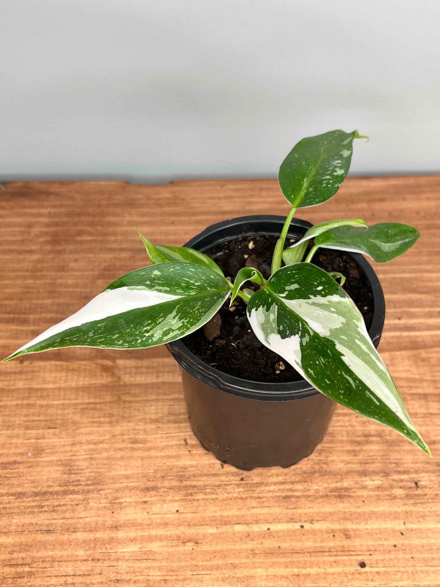 Philodendron- white princess
