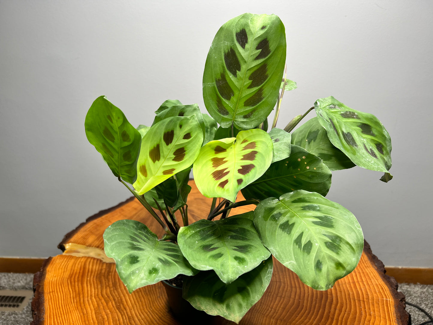 Maranta Prayer Plant leuconeura (pet friendly)