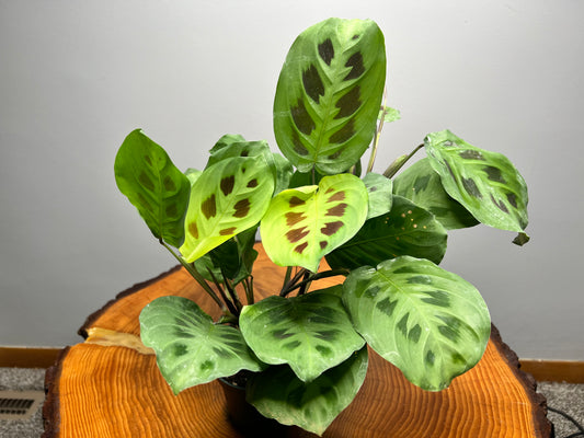 Maranta Prayer Plant leuconeura (pet friendly)