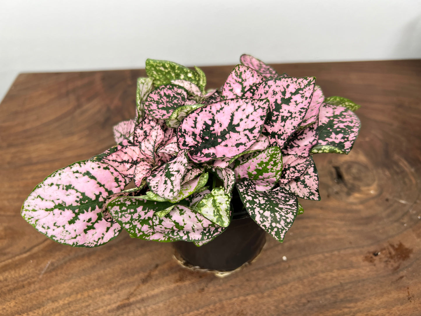 Nerveplant-Gigantea (Multi color 4inch)
