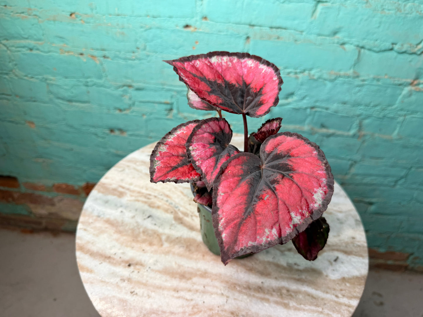 Rex Begonia Red Heart 4”