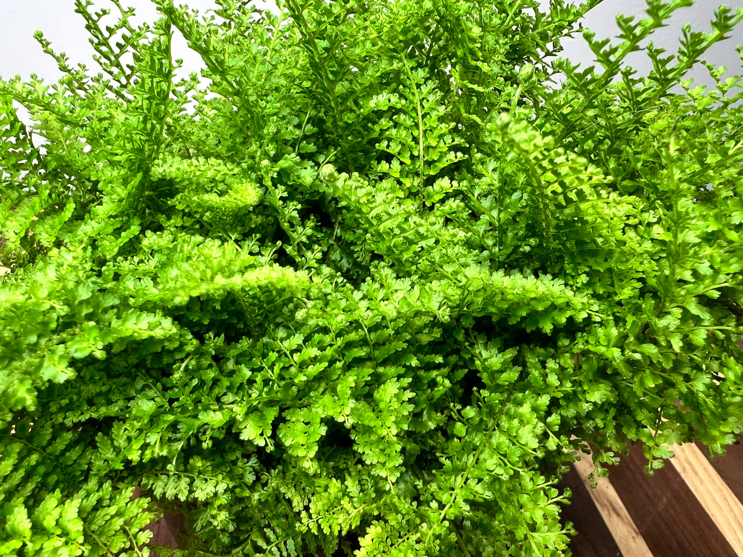 Giant Sword Fern 6”
