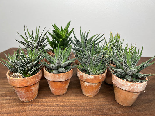 Haworthia and Aloe with Clay