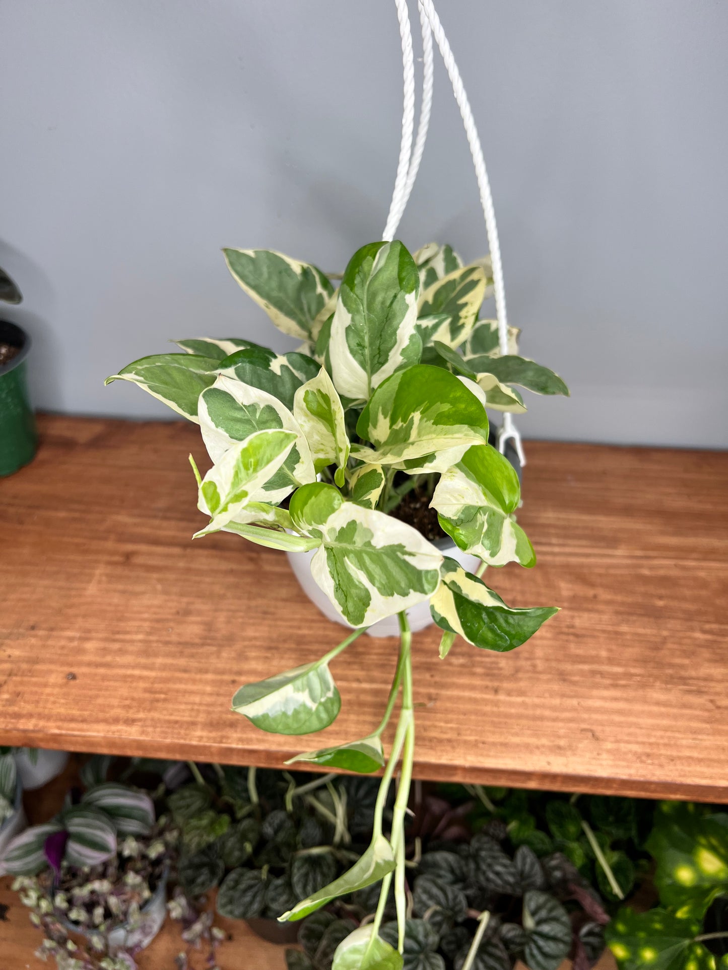 Pothos Pearls & Jade basket 6”