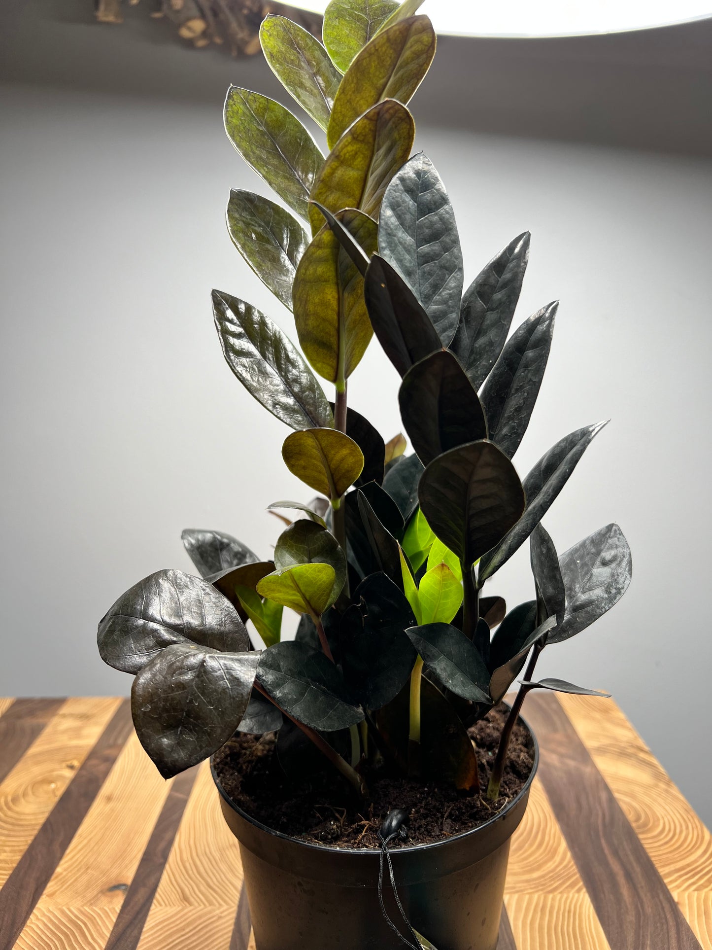 Raven ZZ Plant 6”