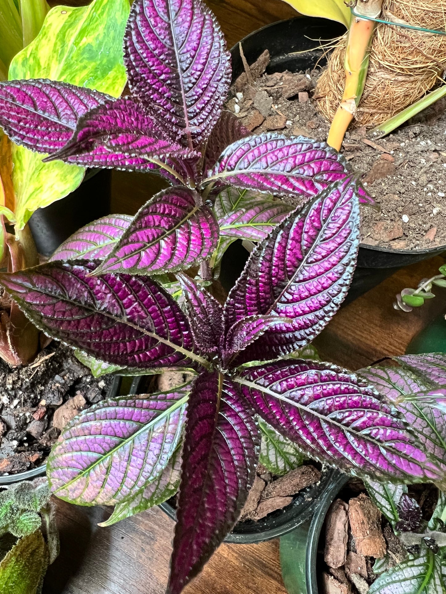 Persian Shield 3”