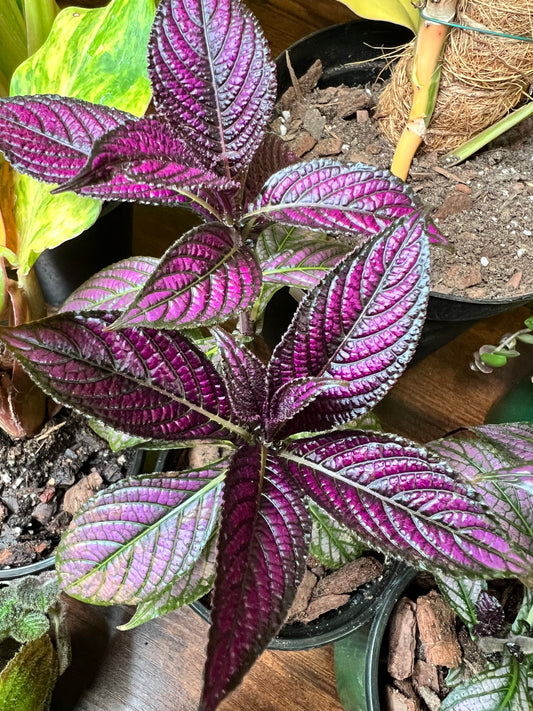 Persian Shield 3”