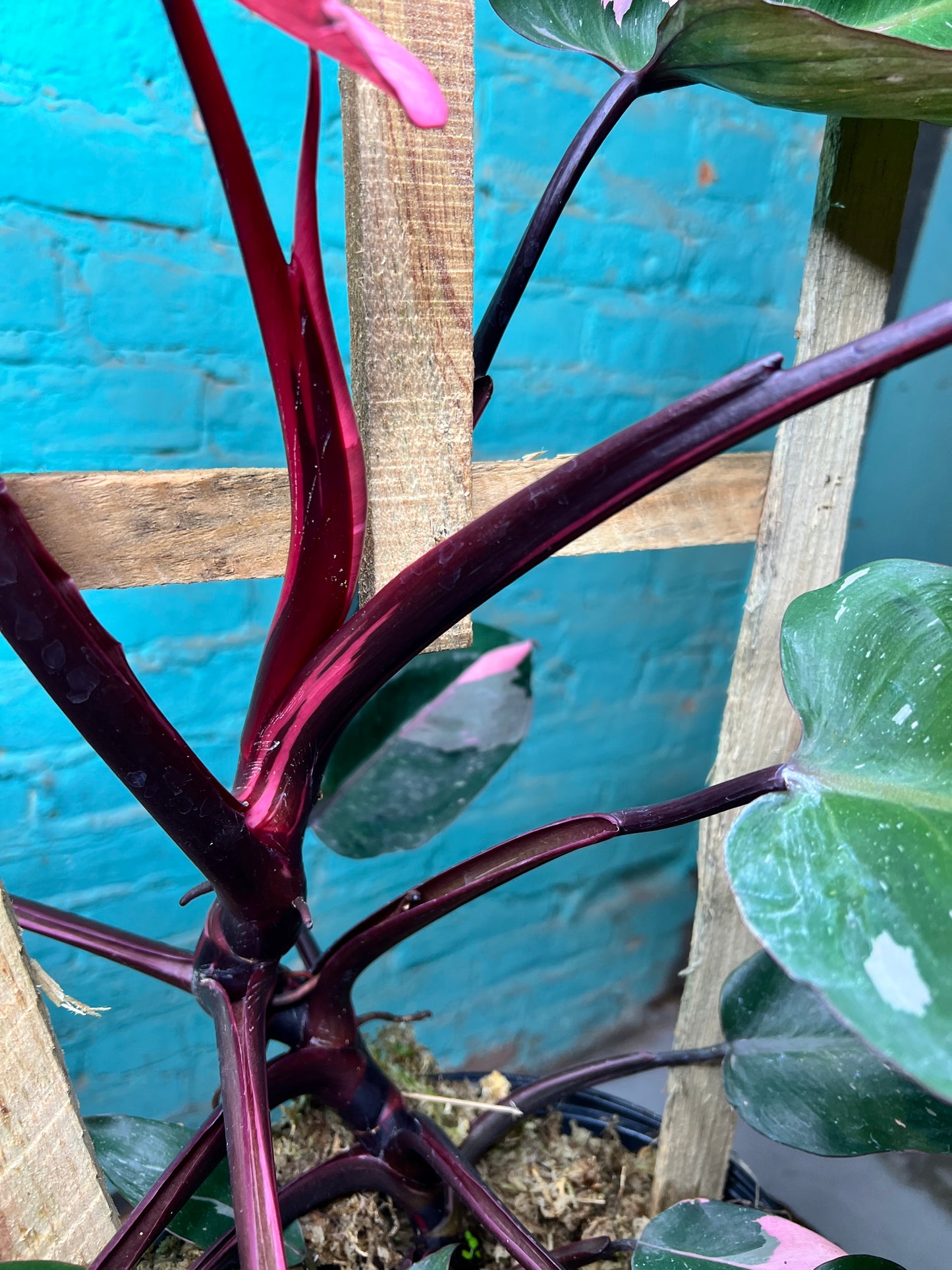 Philodendron-Pink princess Trellis 10”