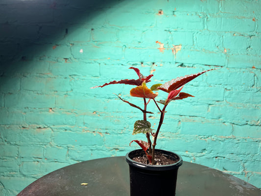 Begonia Maculata Pink (Polka Dot)