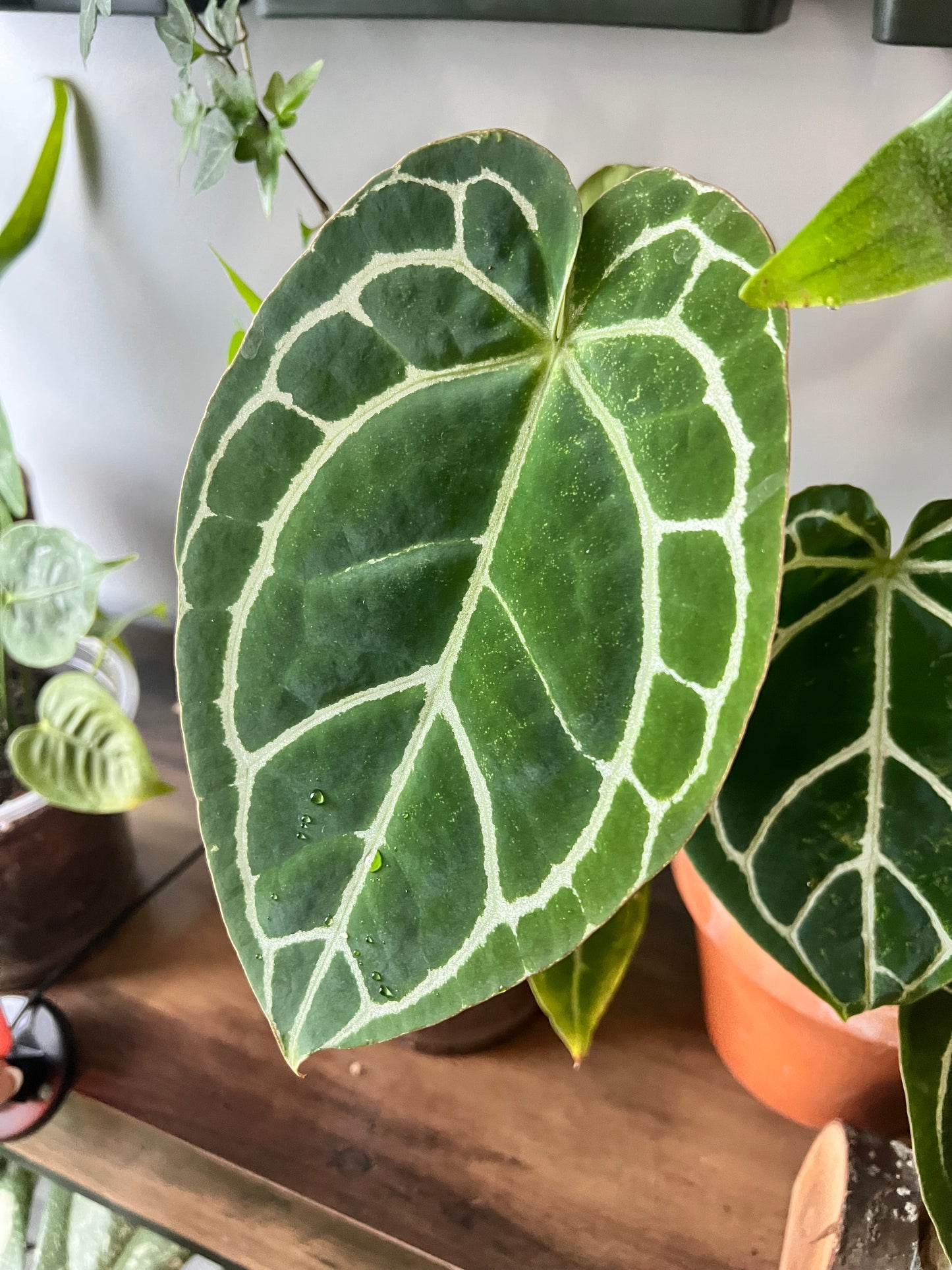 Anthurium Crystallinum