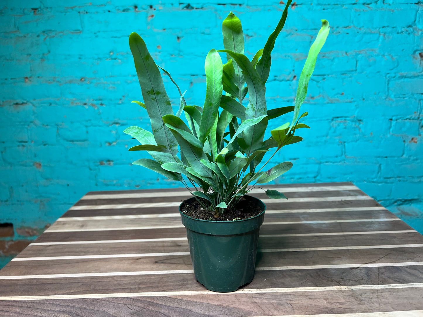 Blue Star Fern 4”