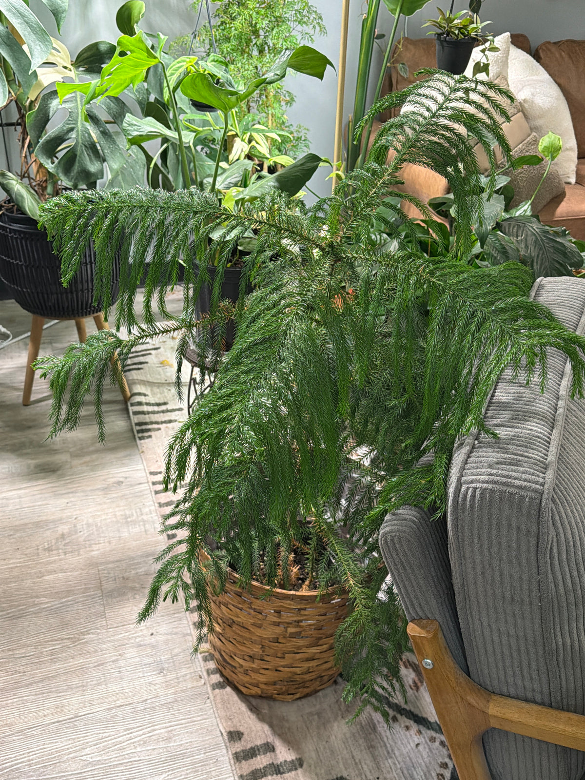Norfolk Pine 10”