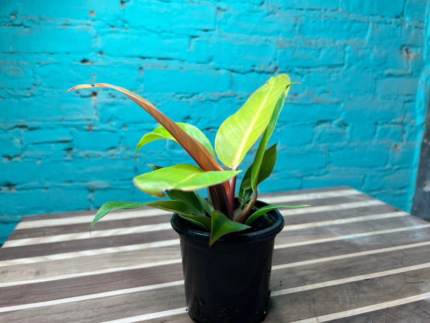 Philodendron Prince Of Orange 4”