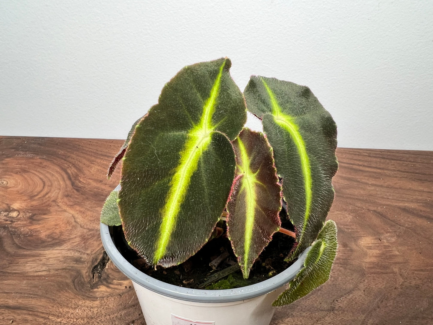 Begonia listada