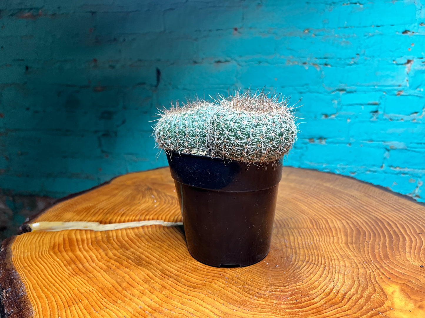 Nolocactus Elegans cactus 6”