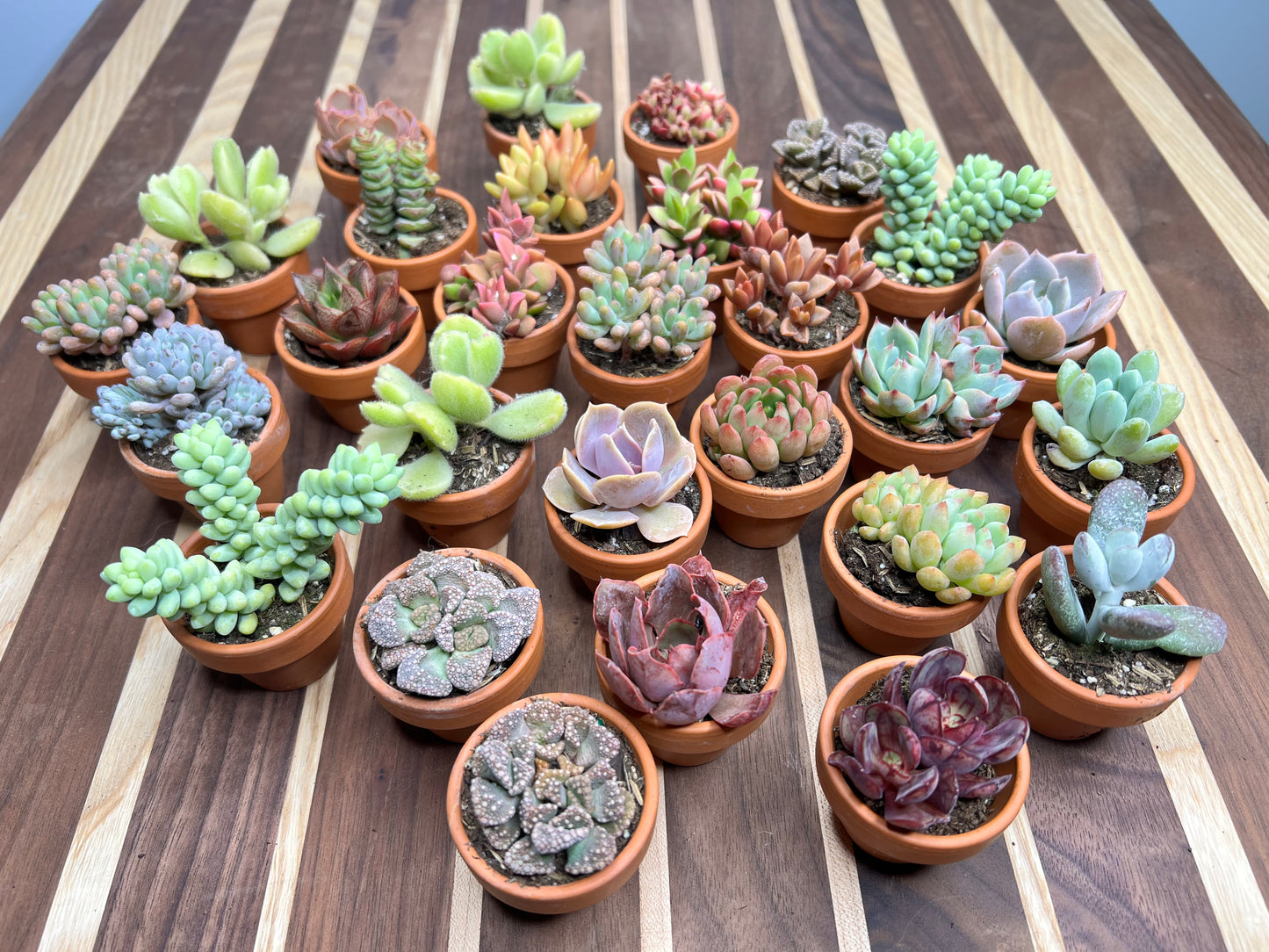 Succulent 1” clay