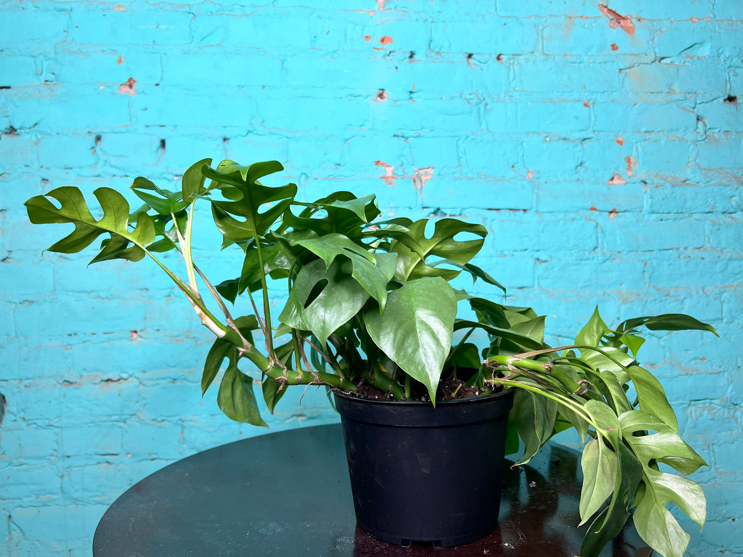 Rhaphidophora tetrasperma -Mini monstera 6”