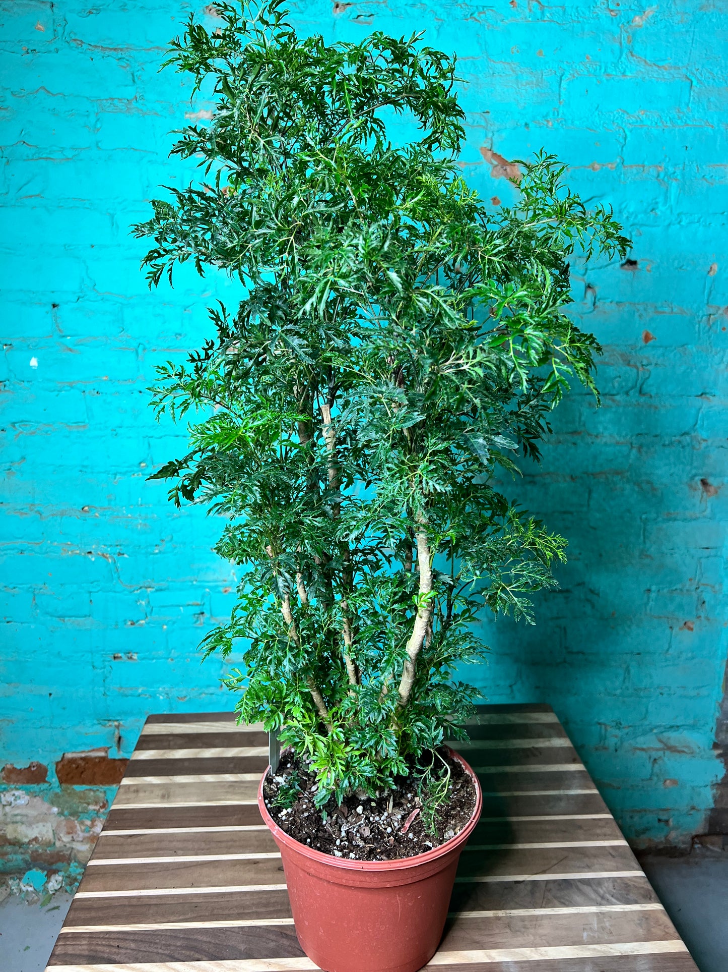Ming Aralia 8”