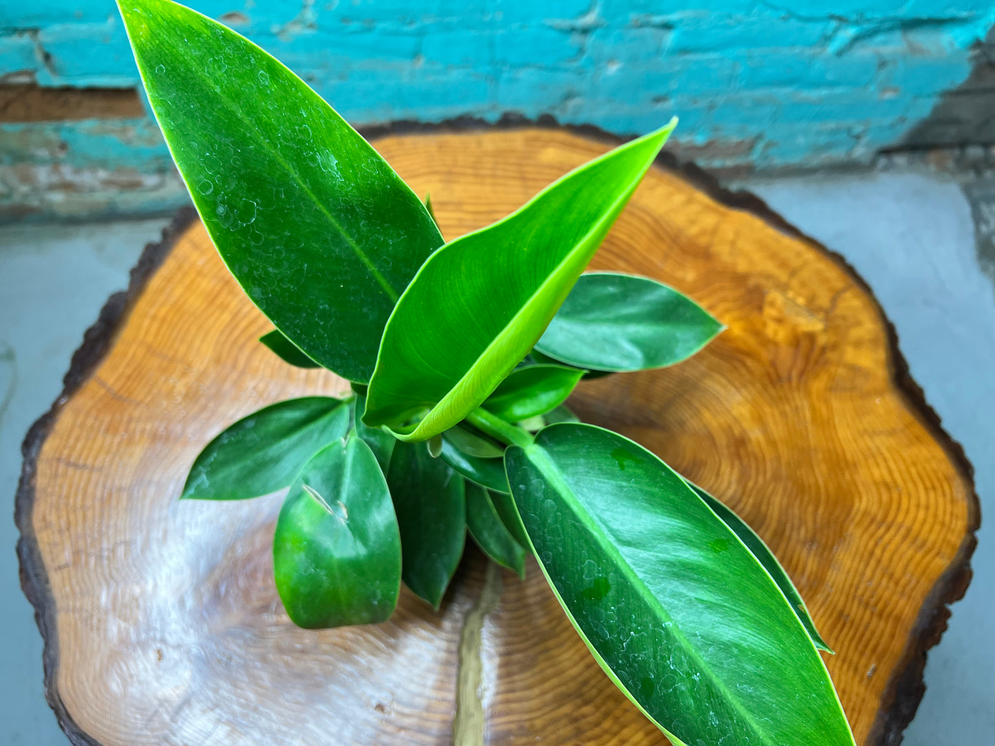 Philodendron Congo Thailand 4”