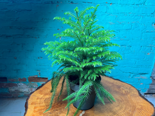 Norfolk Pine 6”