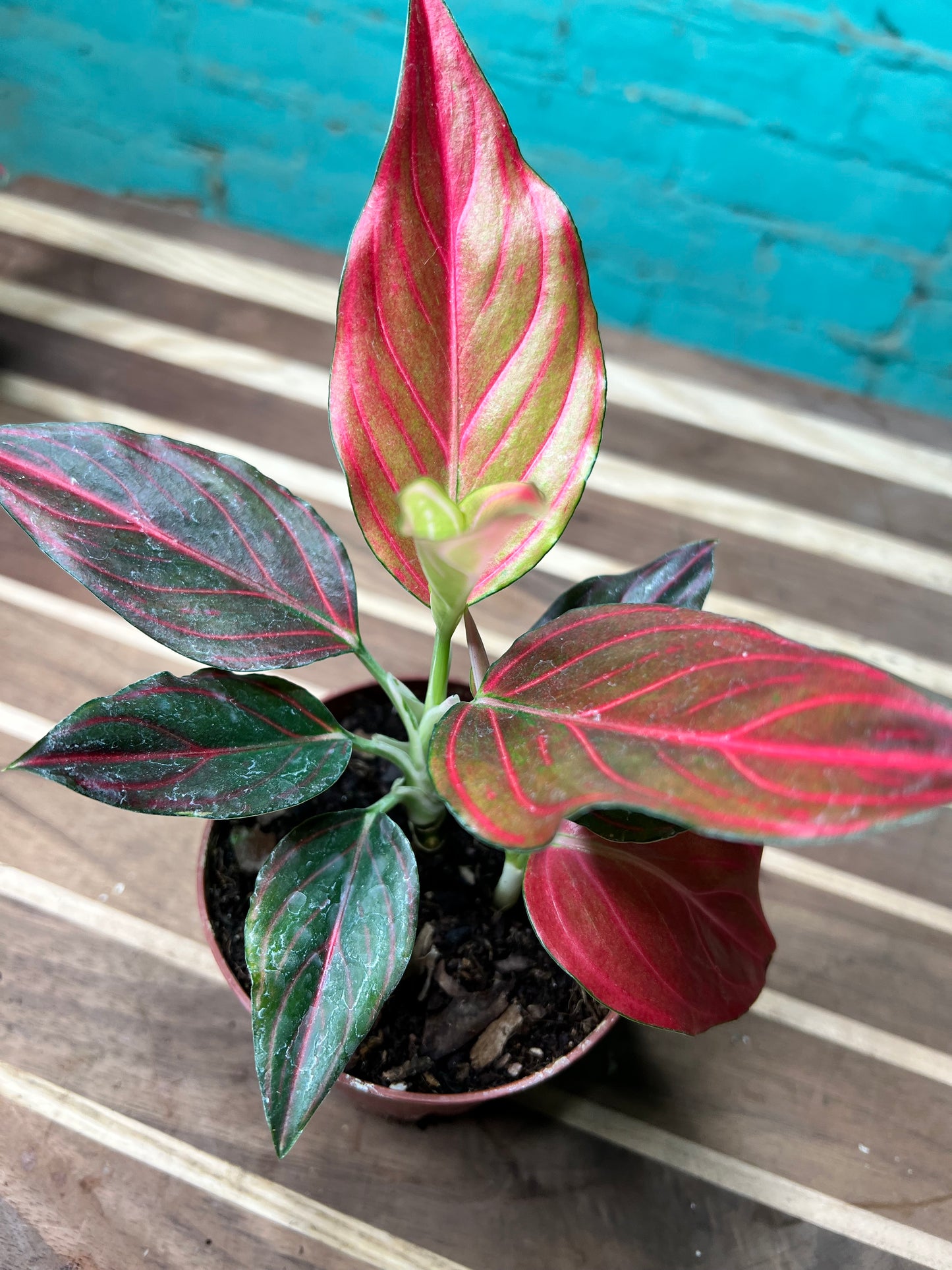 Aglaonema Rotunda Red tiger Variegated 4” (each)