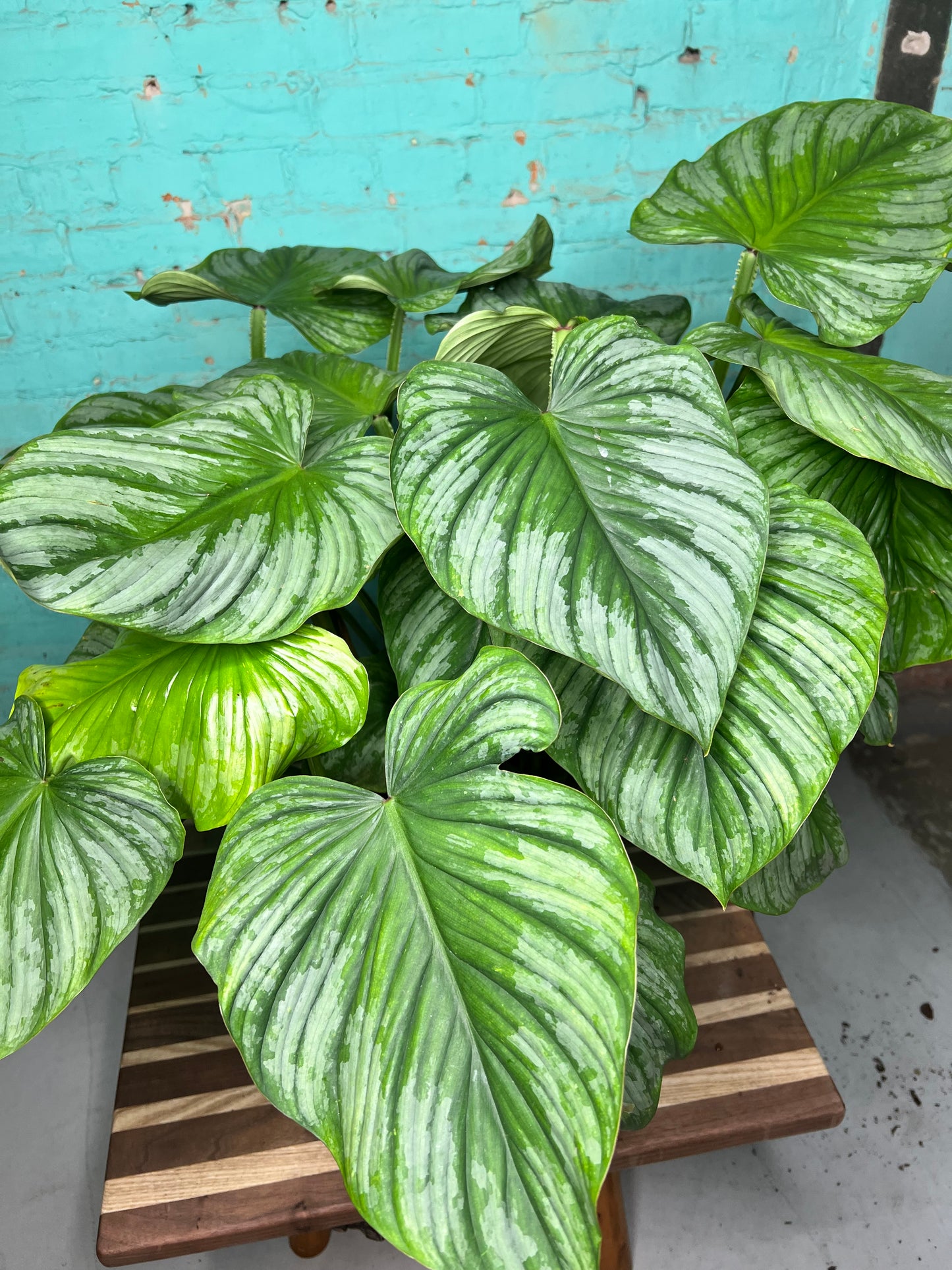 Philodendron Pastazanum Silver 10”