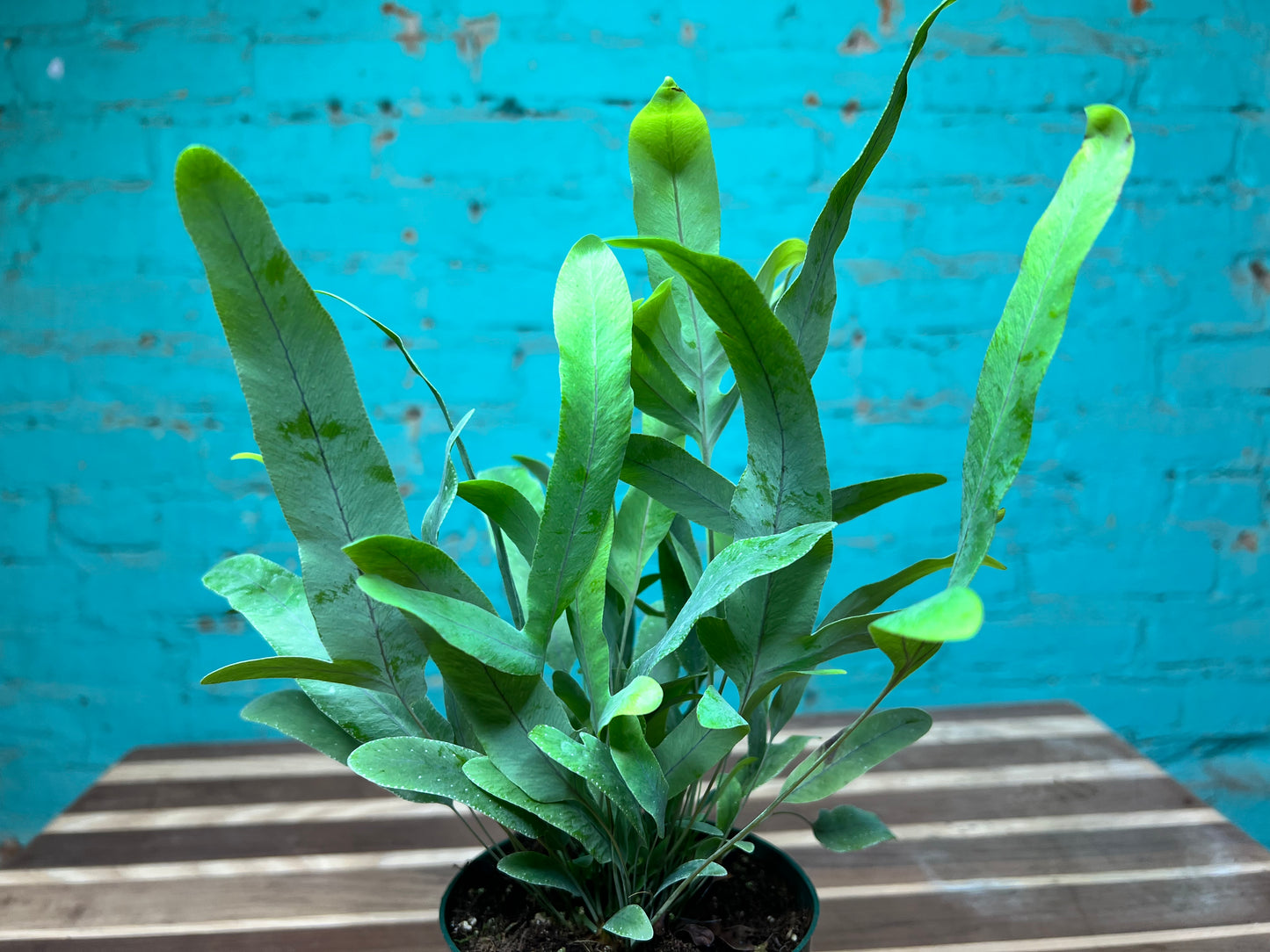 Blue Star Fern 4”