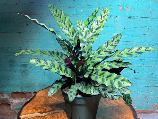 Rattle Snake calathea 10”