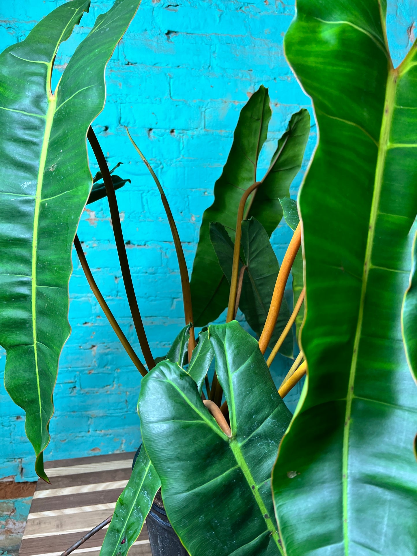 Philodendron Billietiae 10”