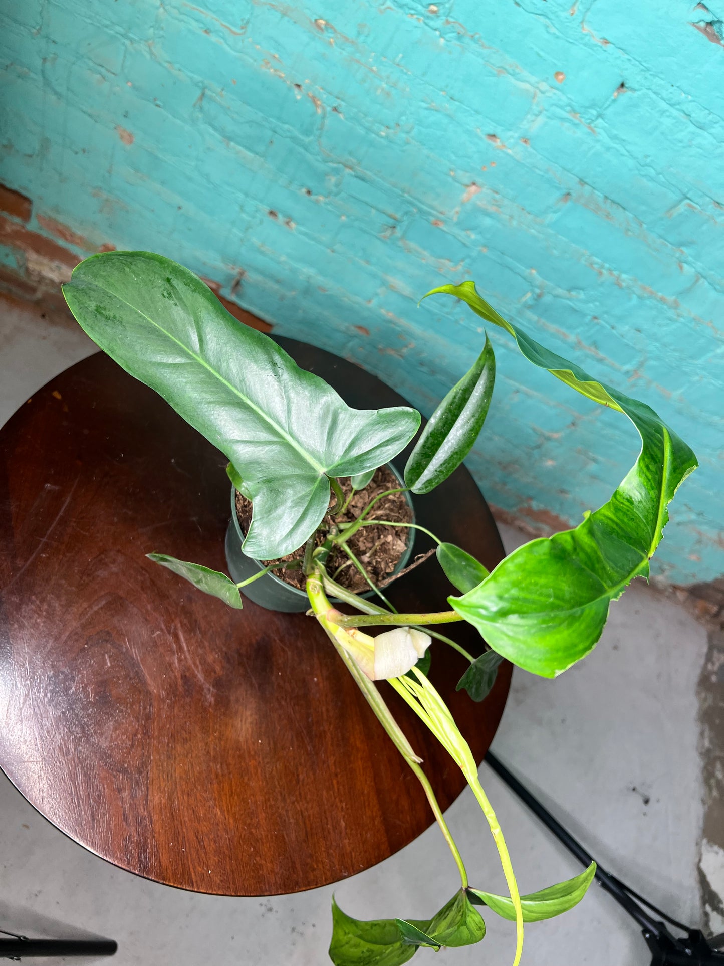 Philodendron Bette Waterbury 6”