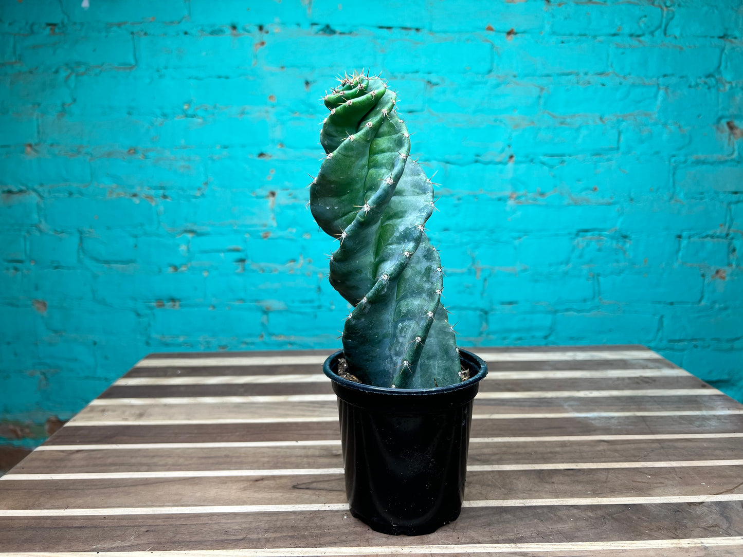 Cereus Forbesii Spiralis 4” (swirl cactus)