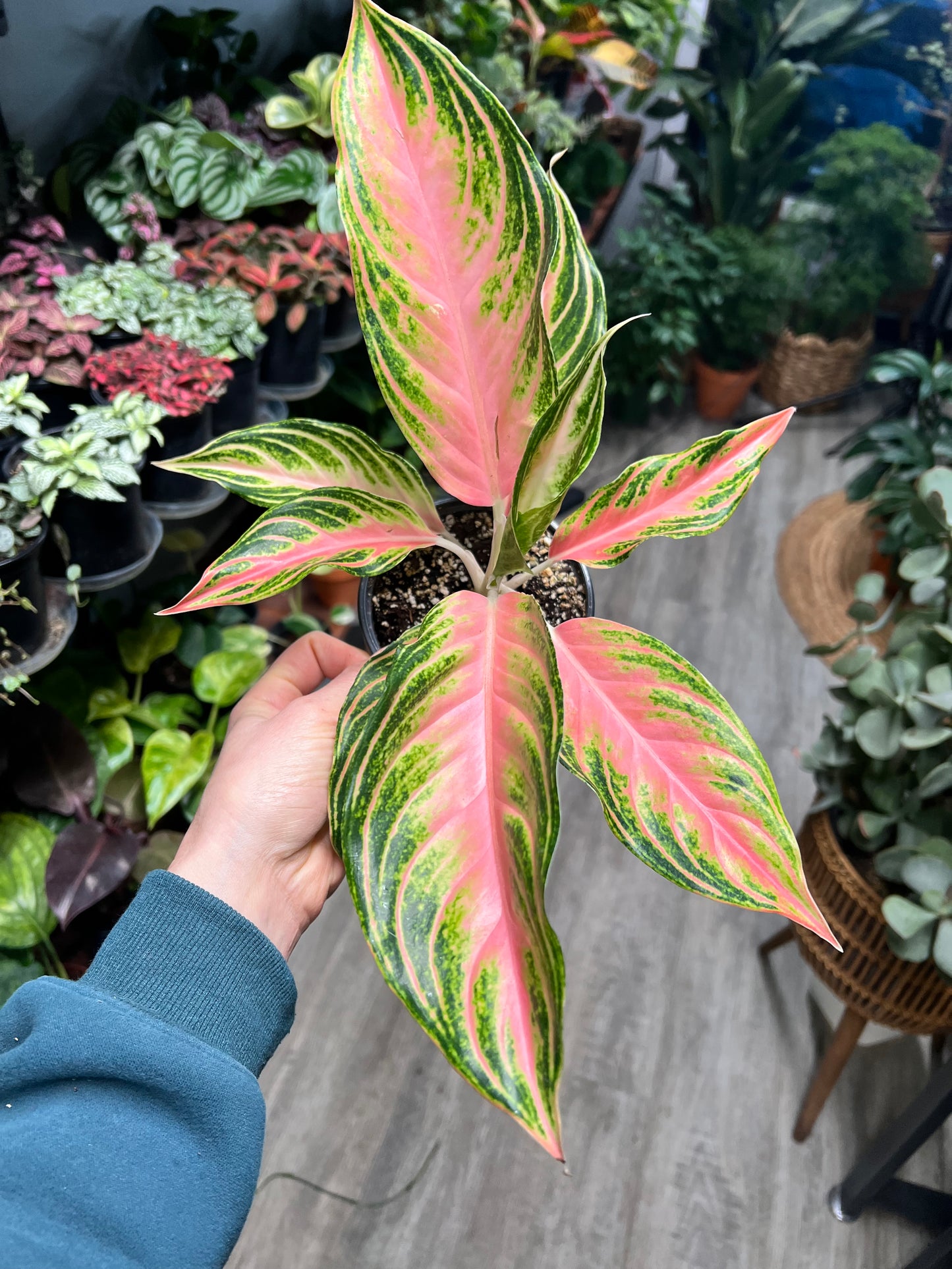 Aglaonema 4”