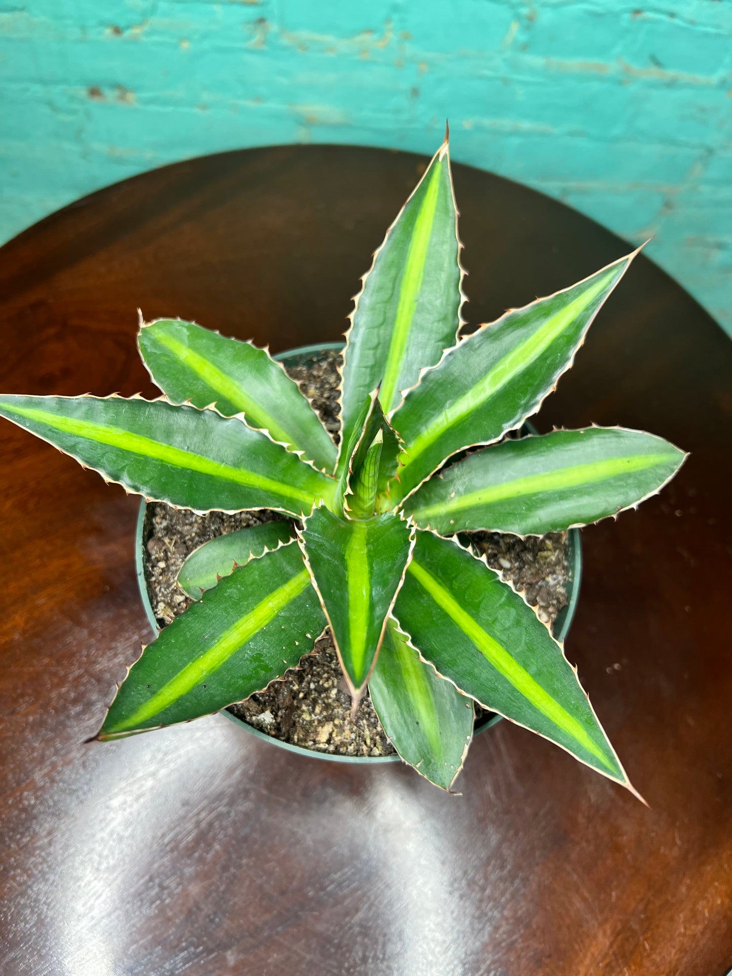 Agave Tri color 6”