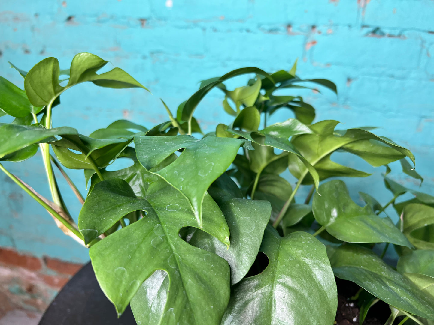 Rhaphidophora tetrasperma -Mini monstera 6”