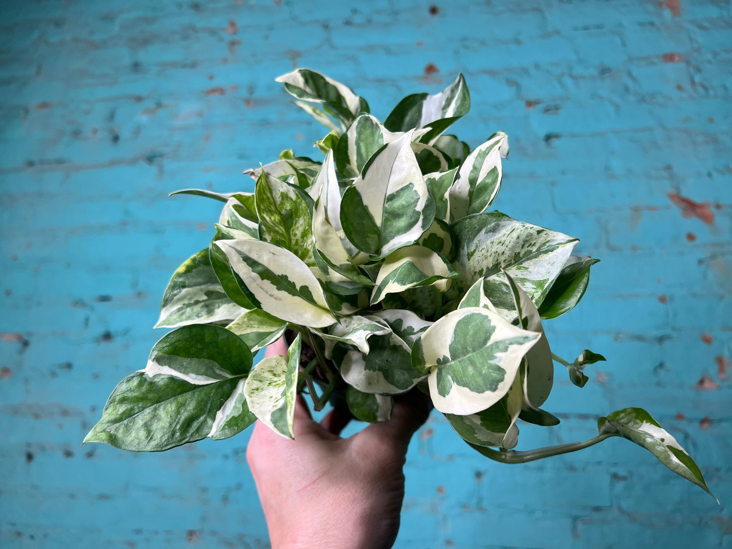 Pothos Pearls & Jade 4”