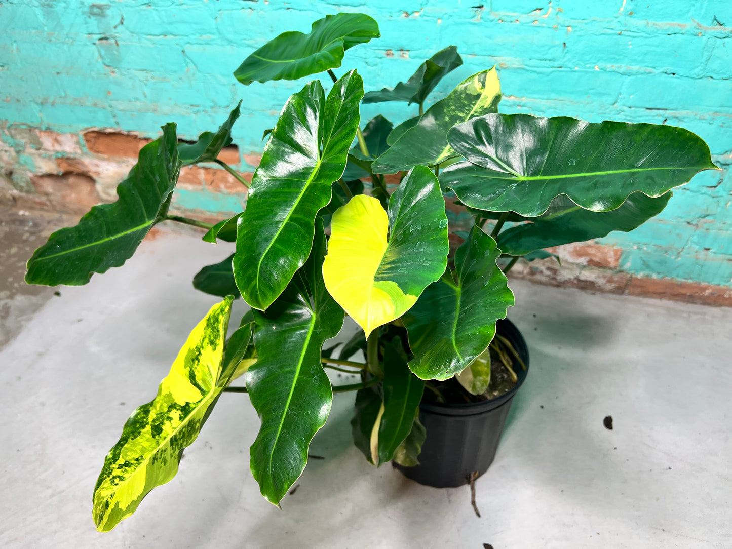 Philodendron Burle Marx Variegated 10”