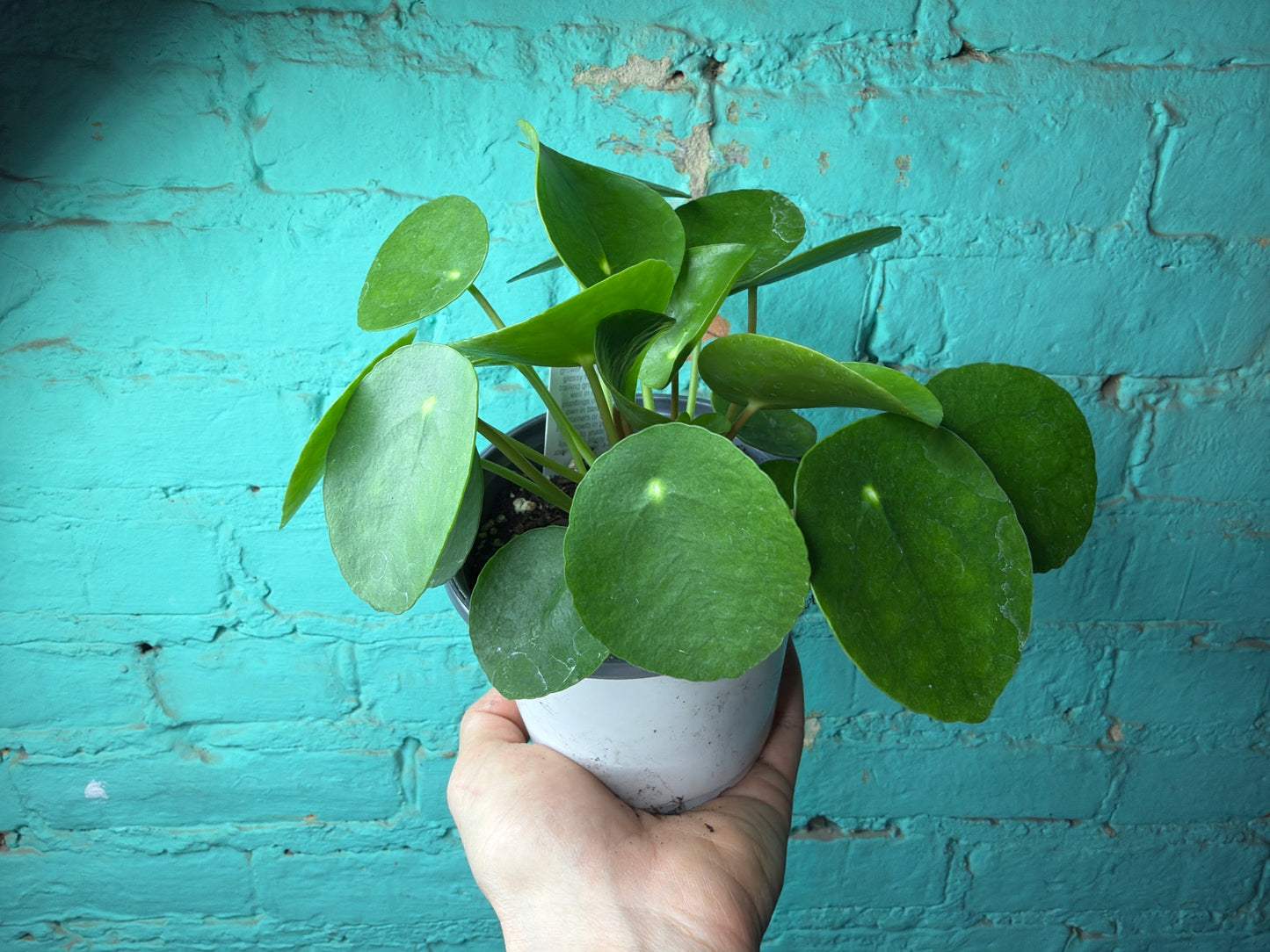 Pilea Peperomioides- Chinese Money Plant 4”