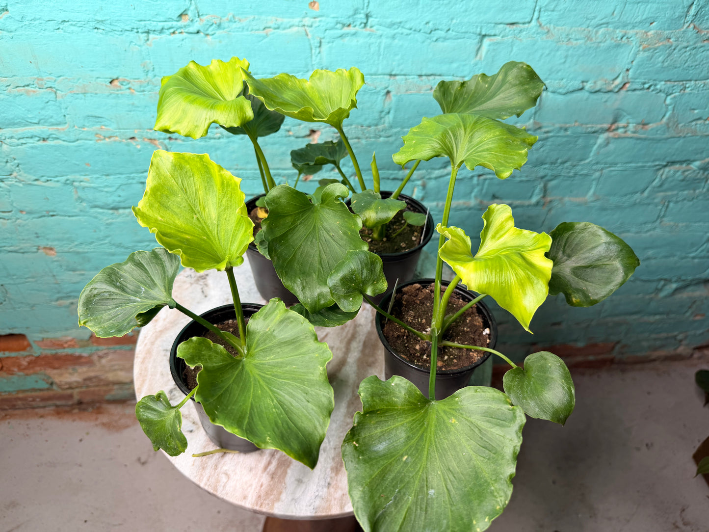 Philodendron Selloum (Hope) 4”