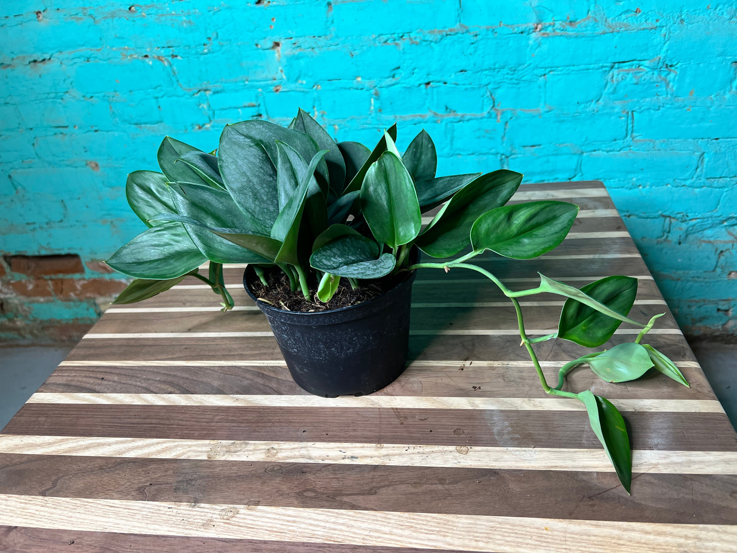 Scindapsus Sterling 6”