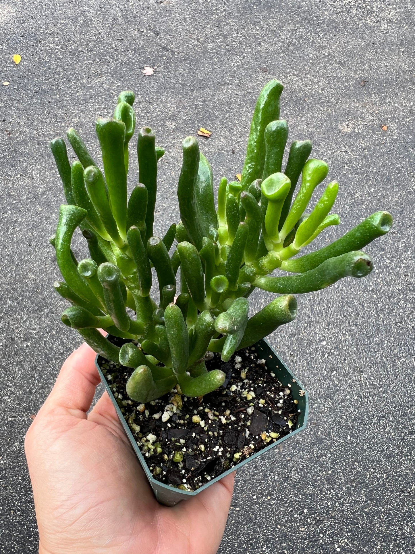 Jade- fingers orgre ears