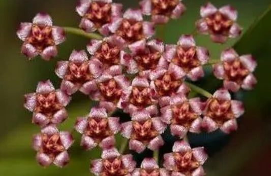Hoya-Gracillis
