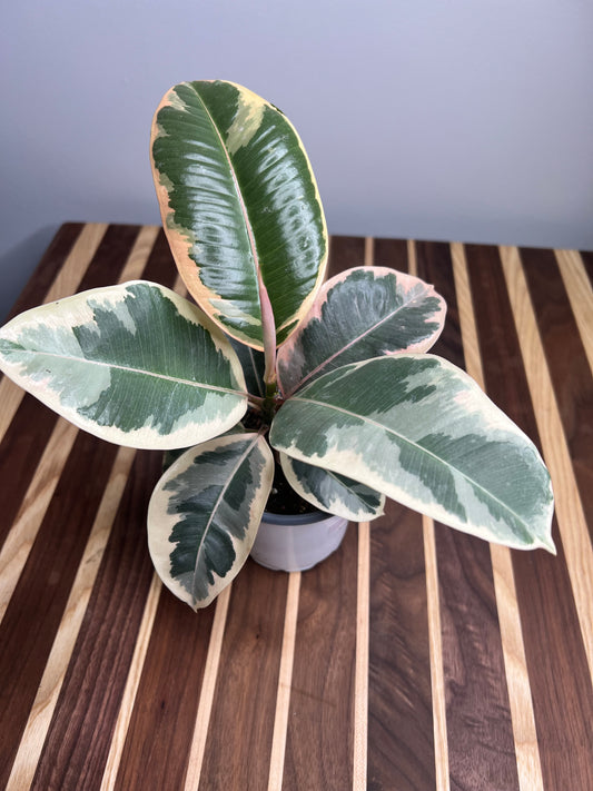 Rubber Tree-Tineke 4”