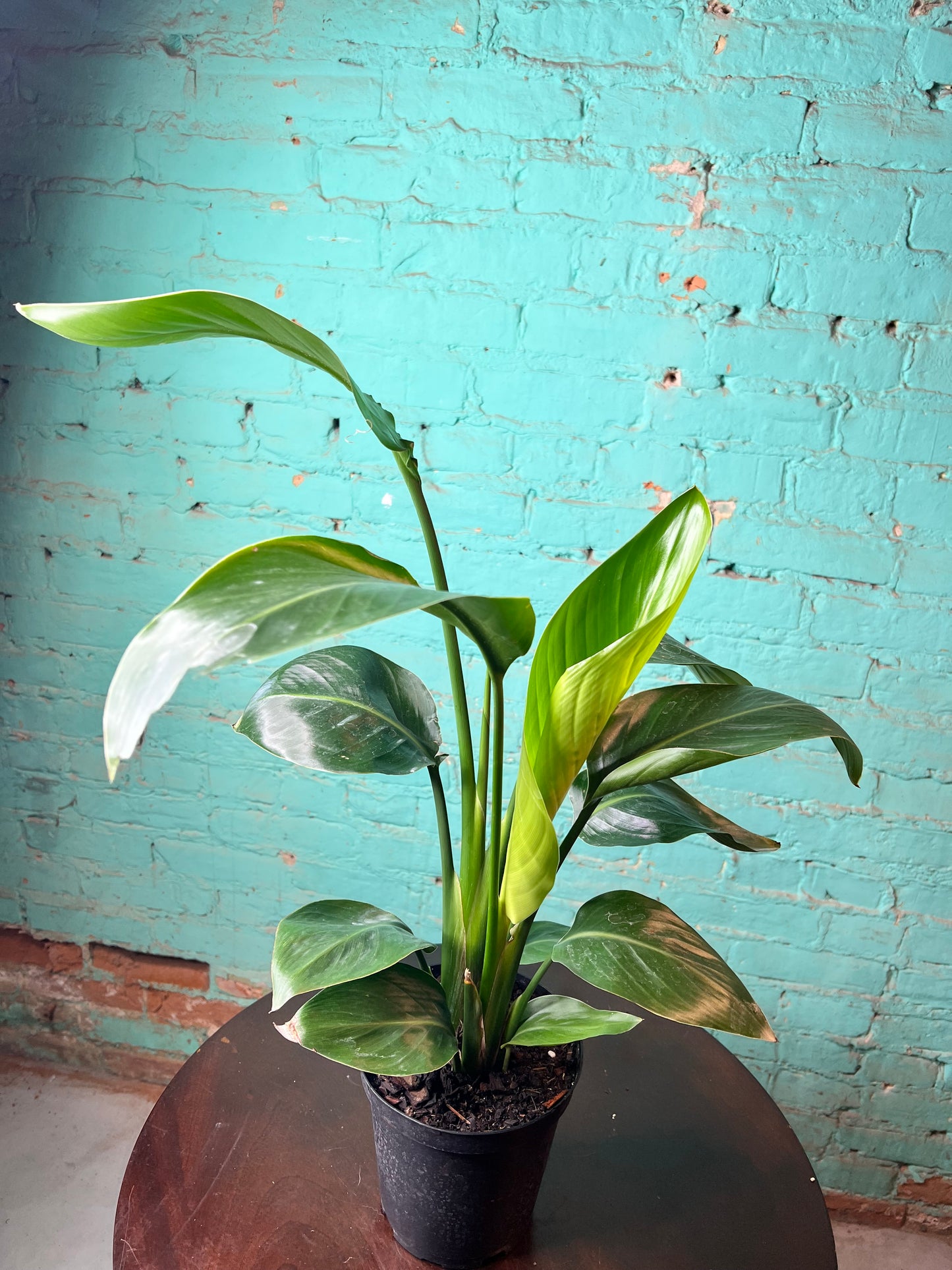 Bird of Paradise White 6”