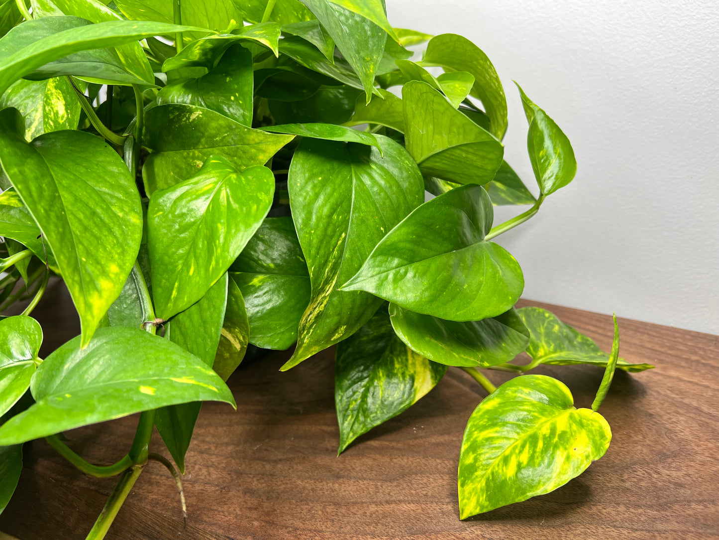 Golden pothos 8” basket