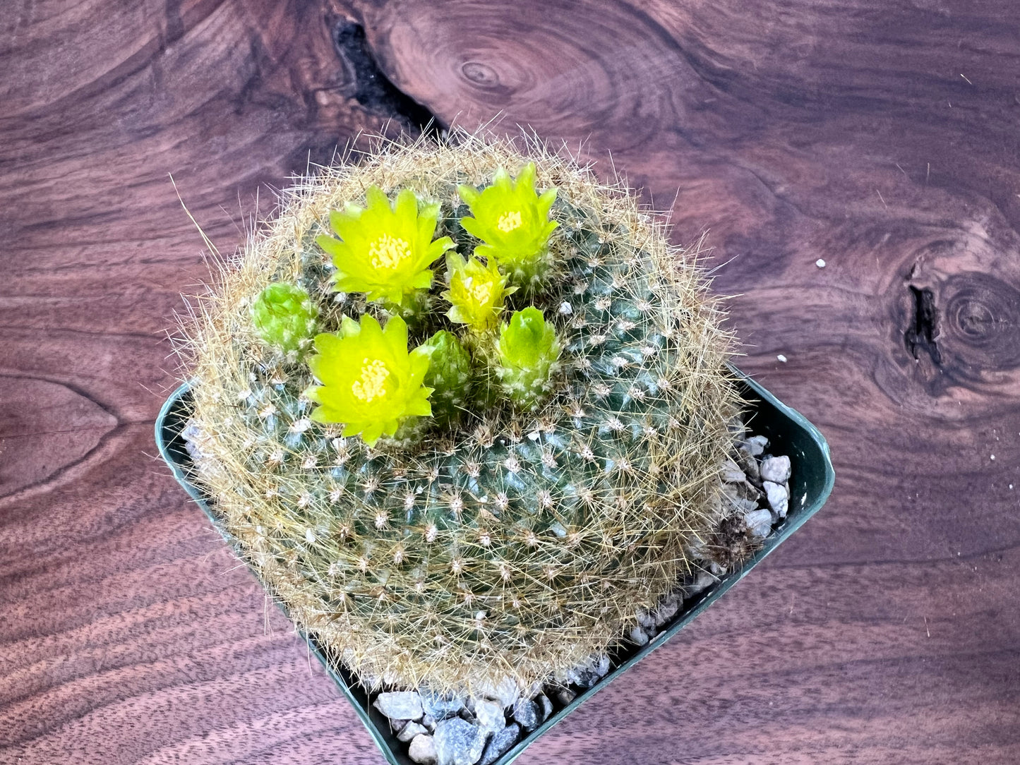 Cactus 5