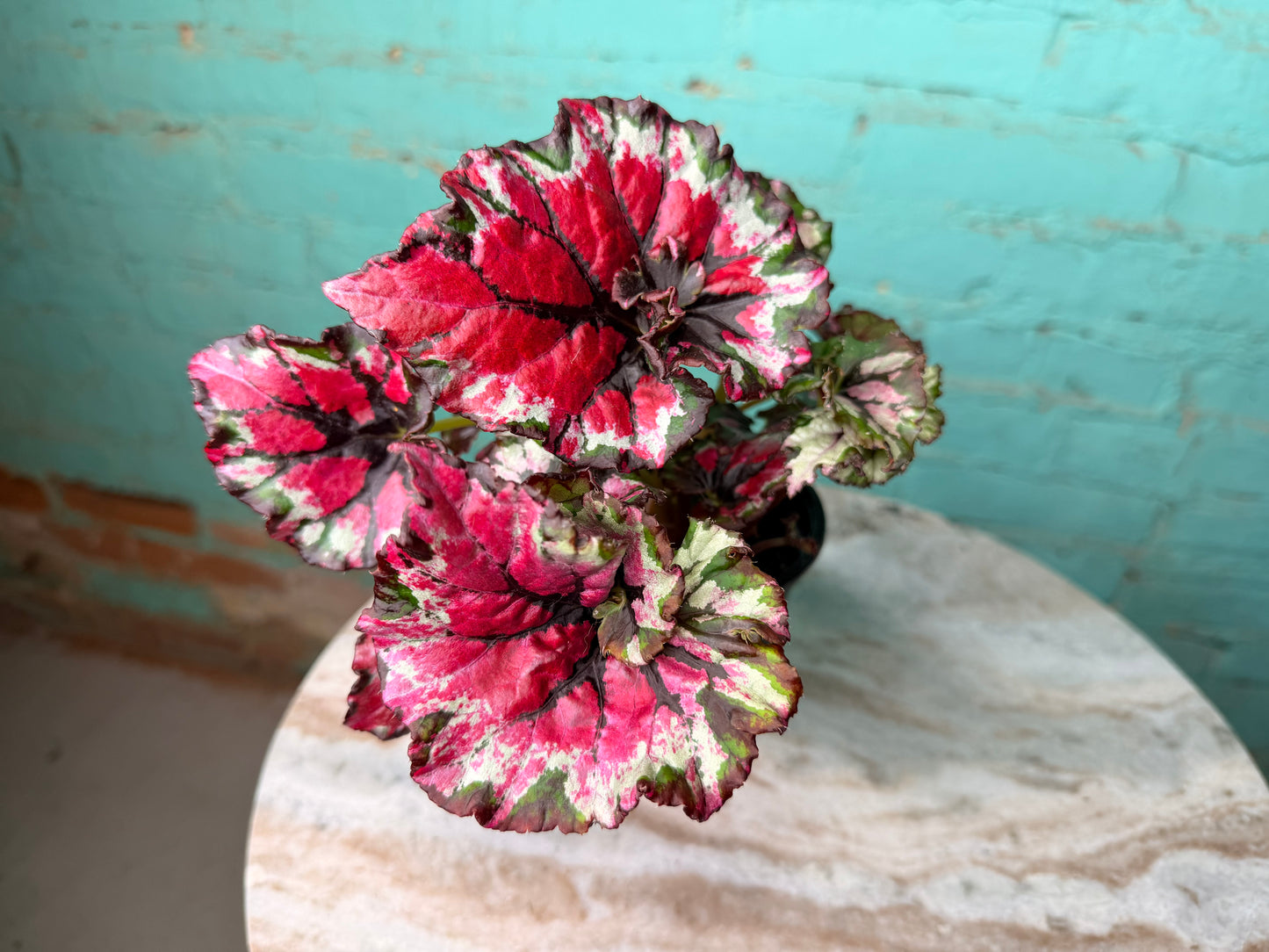 Begonia Rex ‘Mafia’ 4”